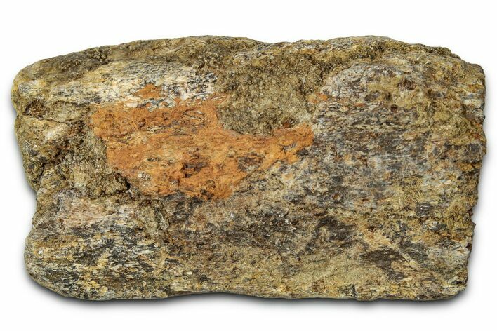 Dinosaur (Triceratops) Frill Shield Section - Montana #348009